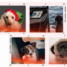 Music for Energetic Puppy - Songs for Dogs to Sleep To