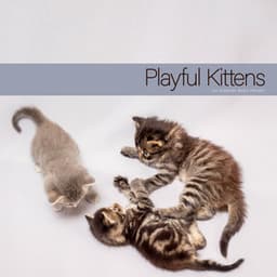 Playful Kittens - Cat Sleeping Music Project
