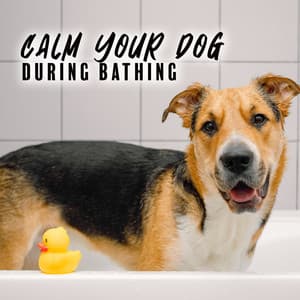 Calm Your Dog during Bathing - Relaxation Music Academy