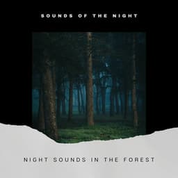 Night Sounds in the Forest - Sounds of the Night