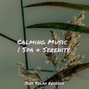 Calming Music | Spa & Serenity - Exam Study Classical Music