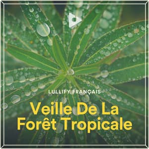 Veille De La Forêt Tropicale - Lullify Français