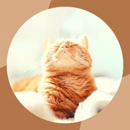 Lively Background for Funny Cats - Calming Cat Music
