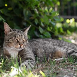 Cats' Calm: Soft Sounds for Relaxation - Ultimate Cat Relaxation