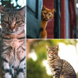 Sprightly Acoustic Smooth Jazz Guitar - Background for Afternoon Cats - Cat Sleeping Music Project