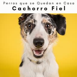 4 Patas: Cachorro Fiel - Perros que se Quedan en Casa