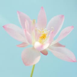 1 Beyond: Frequencies Of Growth - Relaxing Music Therapy