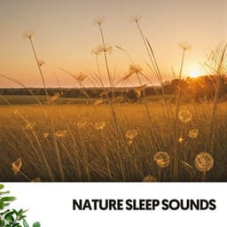 Sonidos de la Naturaleza: Serenata crepuscular - Música Relajante Para Leer