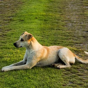 Peaceful Wagging: Happy Dogs' Serene Relaxation - Dog Radio 1