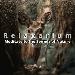 Meditate to the Sounds of Nature - Relaxarium