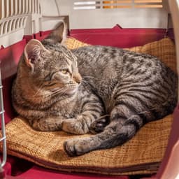 Rainy Piano's Cat Haven in Tranquility - Piano Cat