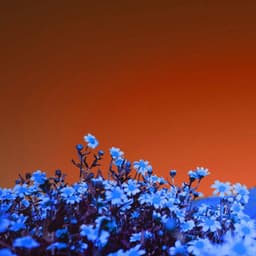 Bossa Nova Guitar - Chill Jazz-Lounge