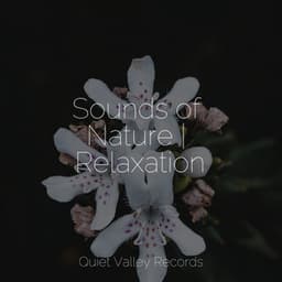 Sounds of Nature | Relaxation - Rain Hard