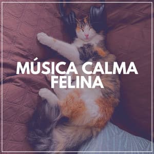 Música Calma Felina - Musica para Gatos