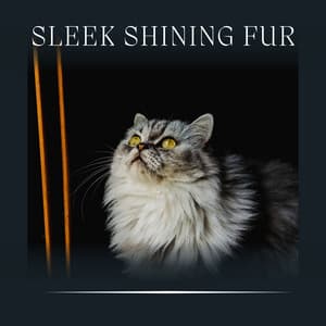 Sleek Shining Fur - Cats Music Zone