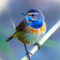 Vögel Im Wald: Natürliche Vogelstimmen - Vogelstimmen Welt