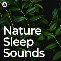 Nature Sleep Sounds - Sounds of the Forest