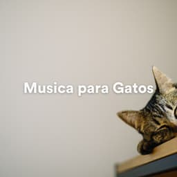 Musica para Gatos - Musica para Gatos