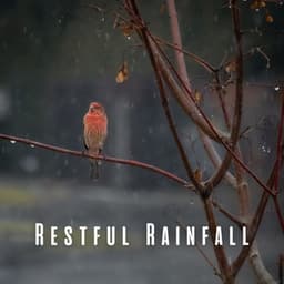 Restful Rainfall: Birdsongs and Chill Music for Peaceful Sleep - Rain Sounds for Sleep Aid
