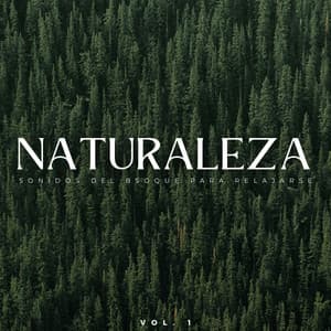 Naturaleza: Sonidos Del Bsoque Para Relajarse Vol. 1 - Grabaciones del hombre de la montaña
