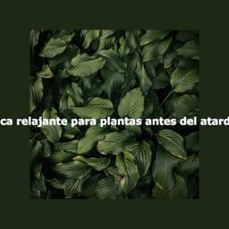 Música relajante para plantas antes del atardecer - Hotel Chillout Lounge