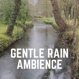 Gentle Rain Ambience - Meditation Rain Sounds