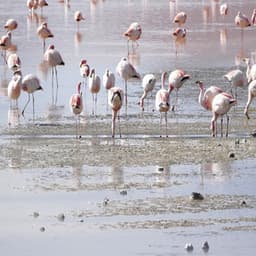 Dreaming - Aurora Beach