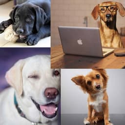 Retro Music for Resting Dog - Electric Guitars - Dog Jazz Sounds