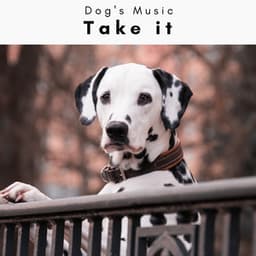 4 Dogs: Take it - Dog's Music