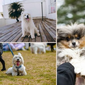 Exquisite Smooth Jazz Chill Out - Ambiance for Behaving Dogs - Dog Jazz Sounds