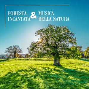 Foresta incantata & musica della natura: Suoni naturali, foresta, uccelli nel bosco - Erste Genesis