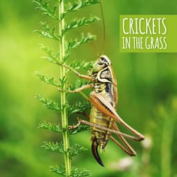 Crickets in the Grass - Healing Sounds for Deep Sleep and Evening Relaxation - Calming Melodies Project