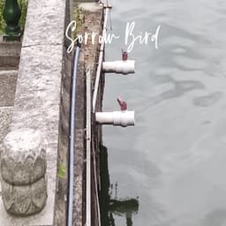 Sorrow Bird - PurePiano