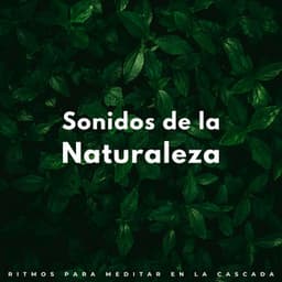 Sonidos De La Naturaleza: Ritmos Para Meditar En La Cascada - Sonido de Cascada