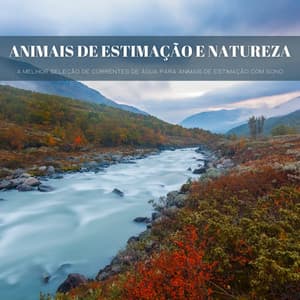 Animais De Estimação E Natureza: A Melhor Seleção De Correntes De Água Para Animais De Estimação Com Sono - Ambiente