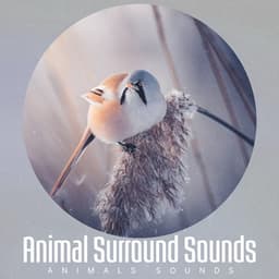 Animal Surround Sounds - Animals Sounds