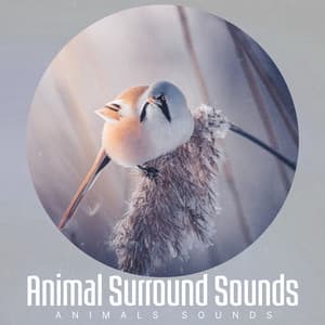 Animal Surround Sounds - Animals Sounds