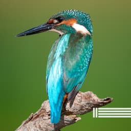 Pleasant Birds Sounds - Birds In The Forest