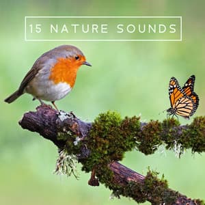 15 Nature Sounds: Mindfulness, Concentration, Visualizations and Contemplation - Close to Nature Music Ensemble