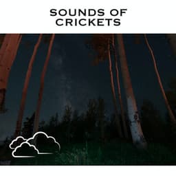 Sounds Of Crickets - Cricket Sounds