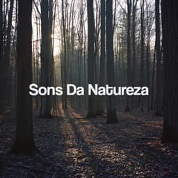 Sons Da Natureza - Nature Sounds Nature Music
