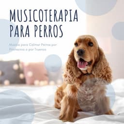 Musicoterapia para Perros: Música para Calmar Perros por Pirotecnia o por Truenos - Thiago Mascotas
