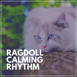 Ragdoll Calming Rhythm - Music For Cats