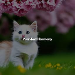 Purr-fect Harmony - Soft Background Music