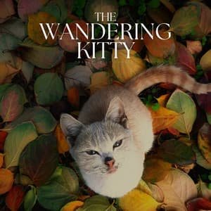 The Wandering Kitty - Cats Music Zone