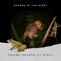 Swamp Sounds at Night - Frogs, Crickets, Light Rain, Forest Nature Sounds and Wild Jungle - Cricket Sounds
