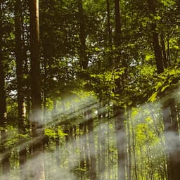 1 Ambient: High Above The Forest Floor - Baltic Nature Sounds