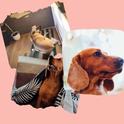 Distinguished Ambiance for The Calm Pup - Dog Music Radio