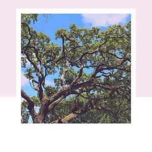 Distinguished Ambiance for Smooth Downtime - Peaceful Autumn Instrumental Jazz