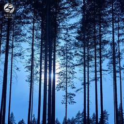 The Mysterious Sounds Of The Night Forest - Mother Nature Ambience